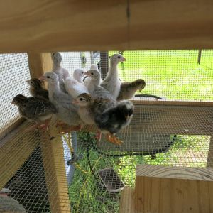 One week old Guineas & day old Barred Rock