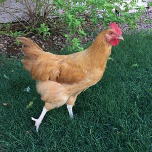 Penny - she (?) is a Buff Orpington.  We had a Rhode Island Red start crowing so we had to take him back to the farm since we are not permitted to have roosters in town.  Now a few days later, Penny starts crowing.  What is your opinion?  Is this a rooster or a hen that thinks she is a rooster?