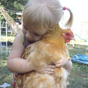 My grand baby with her favorite chicken "Baby".    Raised from a chick,  this prove what a docile kid friendly chicken the buff's are.  Love this breed.