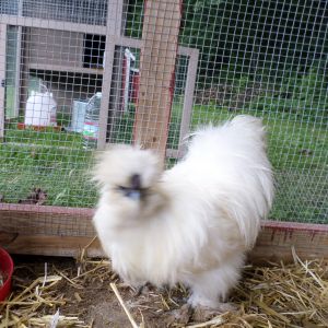 Bearded? Silkie rooster
