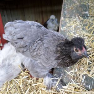Bantam Cochin? hen