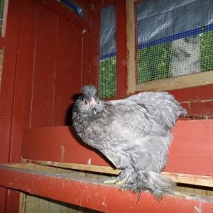Bantam Cochin? hen