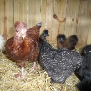 Some of my chickens