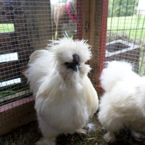 Silkie rooster