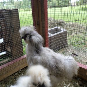 Blue Silkie