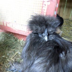 My older black Silkie