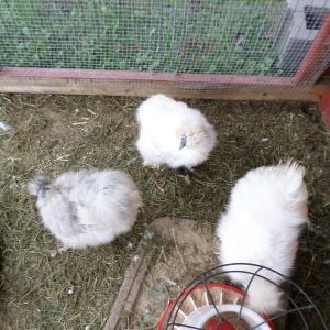 A few of my Silkies