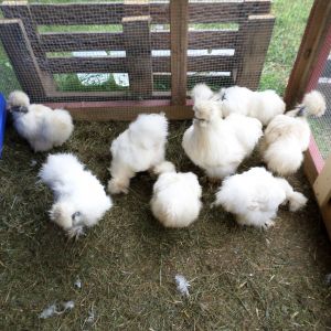 Some of my white Silkies and Showgirls