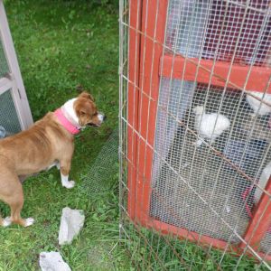 My Pitt/Boxer mix, Kitty.  This was the first time she got to be off lead around their coop.