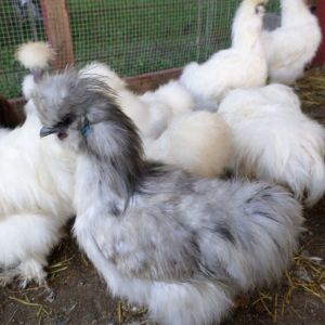 Blue Silkie