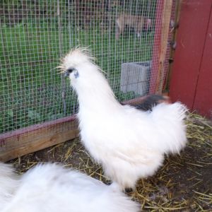 Silkie