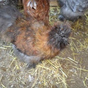 Silkie