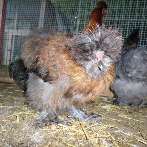 Silkie