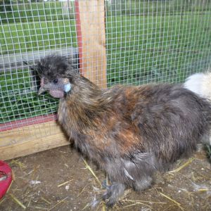 Silkie