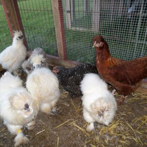 Some of my chickens