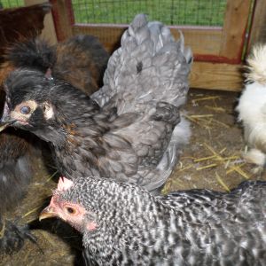 More of my chickens