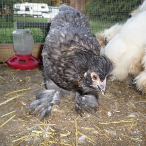 Bantam Cochin hen