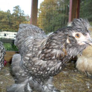 Bantam Cochin hen