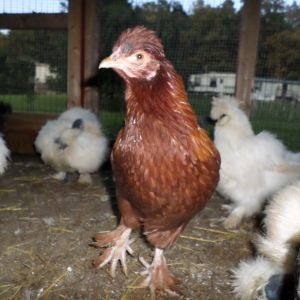 Red hen