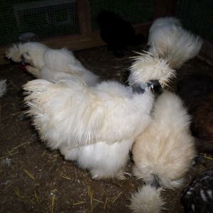 Showgirl rooster with hens