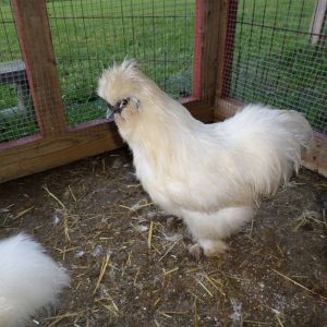 My Silkie rooster