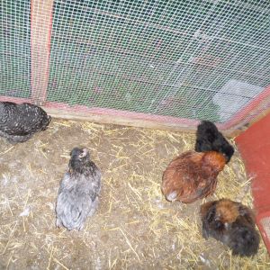 These four sleep in the nesting area together, the black one used to, but now she sleeps with the rest of the Silkies and Showgirls in the coop front enclosure area.