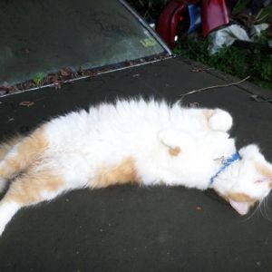 This is my one cat Marshall, he had to have his photo taken since I was taking some of the chickens (he got jealous).