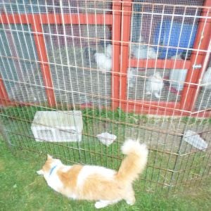 My chickens watchful cat, Marshall.  Marshall is actually scared of any bird bigger than him and he's a 14LB boy.