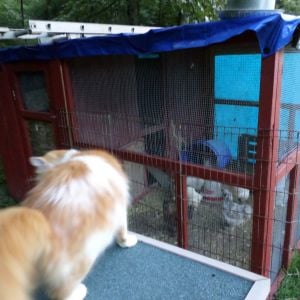 Marshall overseeing the chickens as they start to turn in for the night.