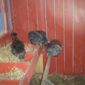 These four always sleep together in the nesting area.  I had to buy a 30 gallon plastic trash can because the other 14 won't sleep on this side of the coop for some reason and they prefer to sleep together on the ground of the exercise area..