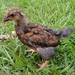 Fav little blue #1 Pullet?