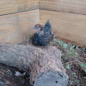 lil pullet