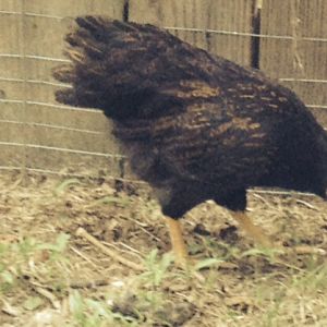 Betty, the Double Laced Barnevelder at 9 weeks old