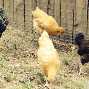 Dot, the Speckled Sussex, Alberta and Gertrude, Buff Orpingtons and Ruth Wren Cluckington , Barred Plymouth Rock at 9 weeks old