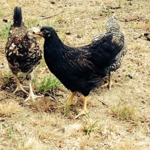 Betty (Barnevelder) and Sweetums(speckled sussex) at 9 weeks old
