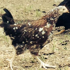 Sweetums the Speckled Sussex at 9 weeks old