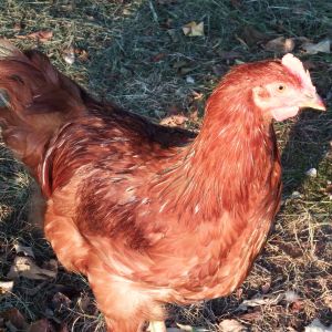 13 weeks Rooster starting to crow