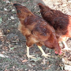 13 weeks with his favorite hen, lets see if it stays that way as they mature?