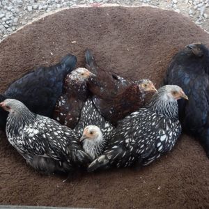 They are so funny! stealing our big dog's bed!  free range = free nap Chickens!
Starting with black hen on left (named by grandchildren) Piggy, Strike, Penny, Star
and front Seal, posing middle Chickadee, and Chickie..