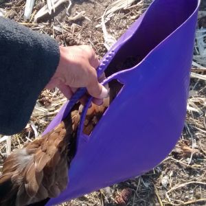 Chipmunk taking a ride in the feed bucket