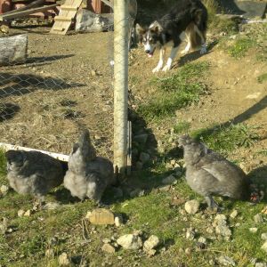 Lily & her chickens