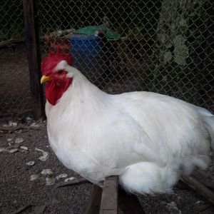 Andre, white rock @ 15 months