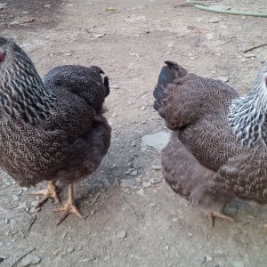 Silver pencil rock hens