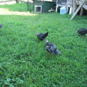 SLW & PBR hens... oh and two 3wk old pekin ducklings in the background.