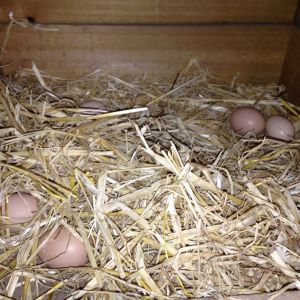 Our first eggs