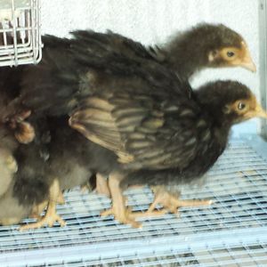 Gold Laced Orpingtons