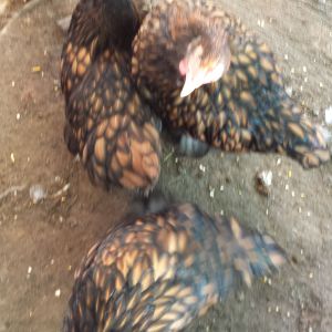 #month old Gold Laced Orpingtons