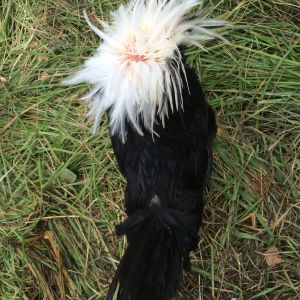 taken September 4. Polish Crested, presumably a rooster.