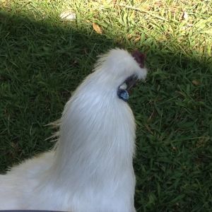 My silkie, she has been laying eggs last 2 weeks, everyday, no fail. What a good little woman, way ahead of the others