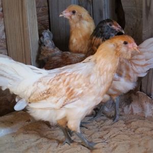 Easter Eggers 10 weeks